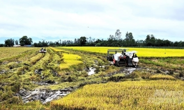 Looking at the 2023 autumn-winter rice crop: Unprecedented success